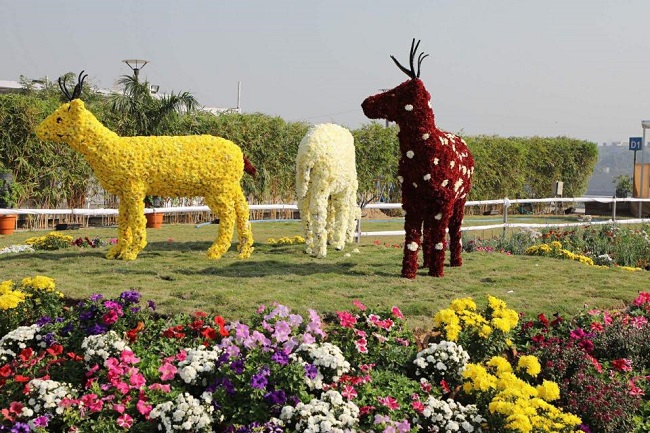 ahmedabad flower show 