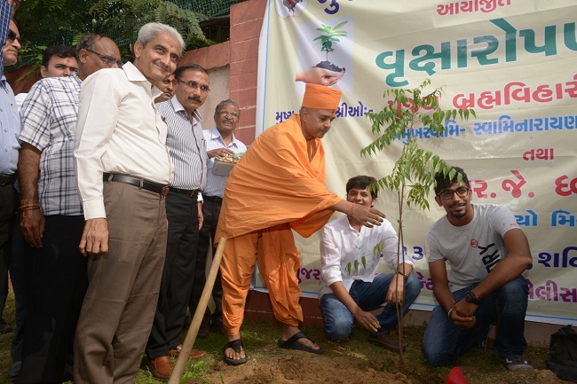bumrah tree1