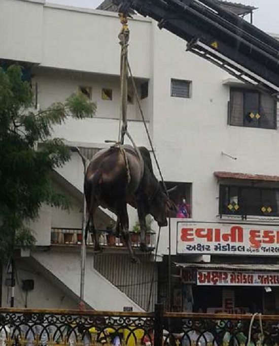 cow rescued in Ahmedabad