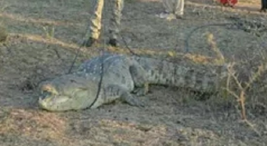 vadodara dead crocodile