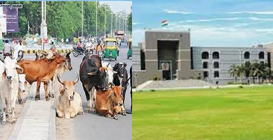 high court stray cattle