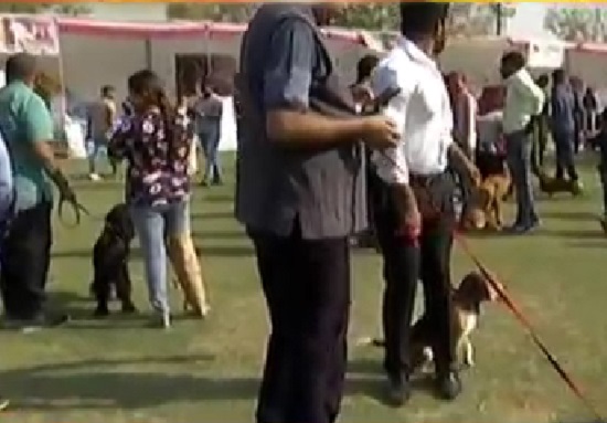 dog show at ahmedabad