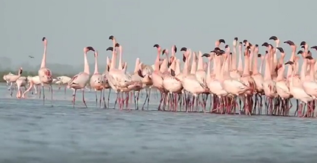 bird counting at nal sarovar