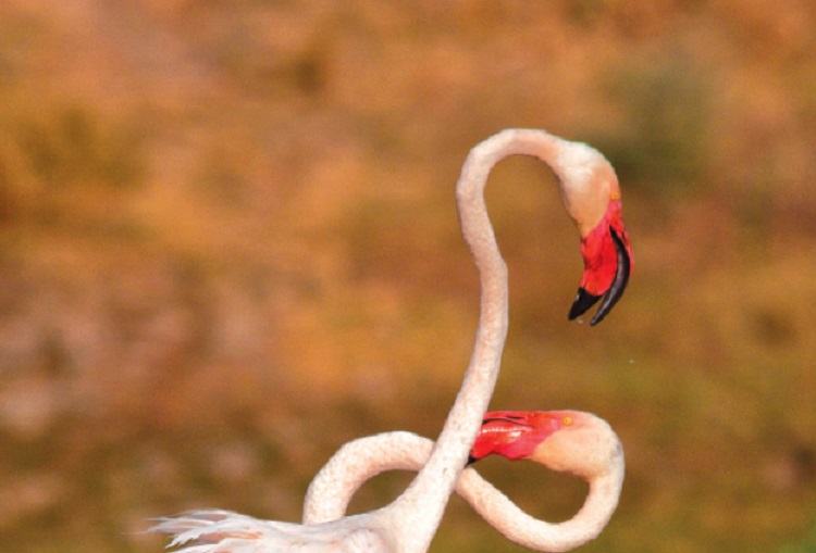 migratory birds at nal sarovar