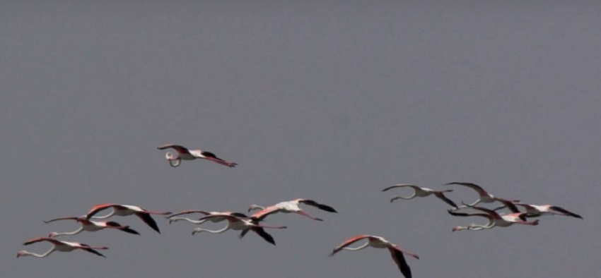 migratory birds come to nal sarovar lake