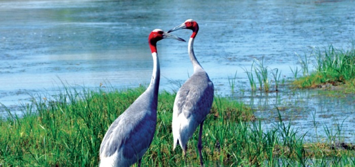 nal sarovar famous tourist site