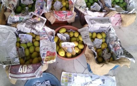 rajkot health authorities destroy 580 kg artificially rippened mangoes