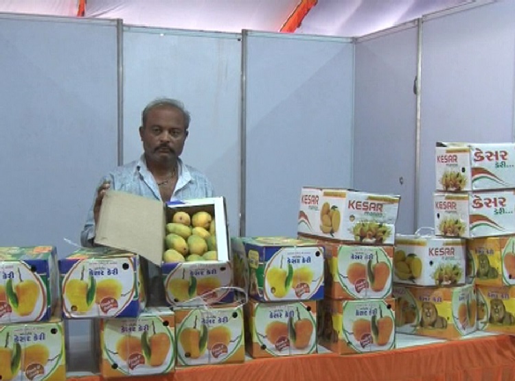 kesar mangoes sold at mango festival