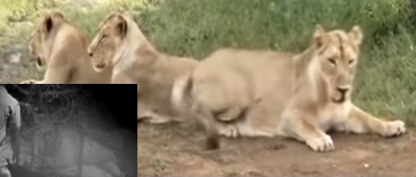dead lions in gujarat