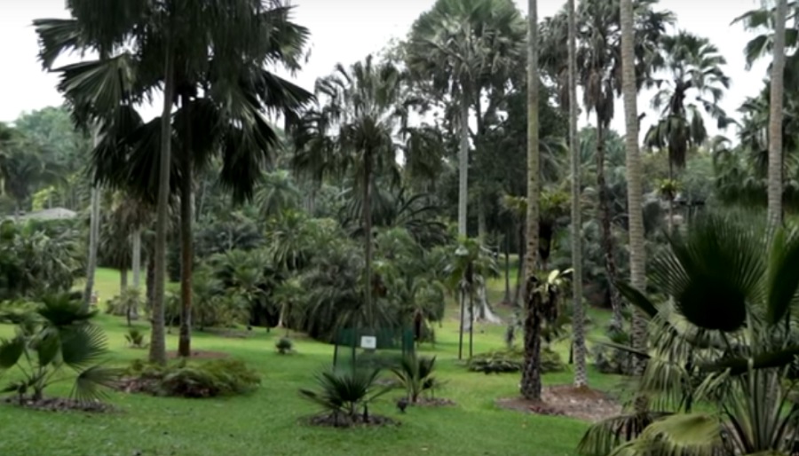 singapore's botanic garden