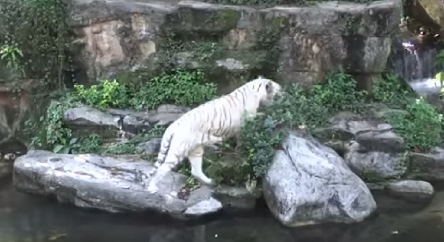 zoo of singapore