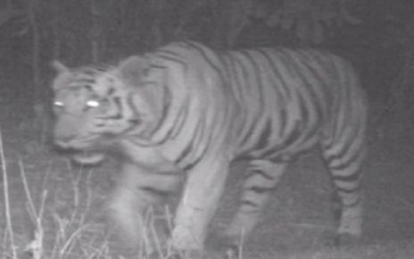 tiger presence in gujarat