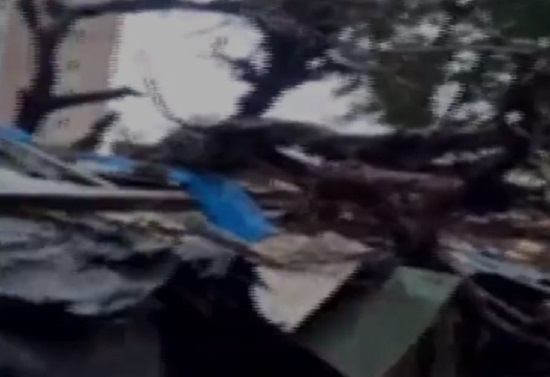 tree falls on hut