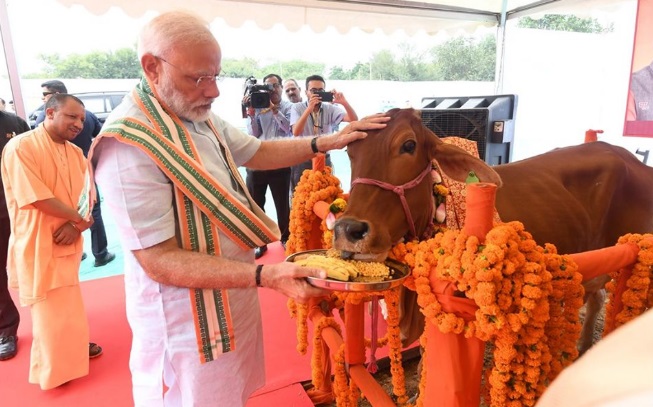 modi feeds cow