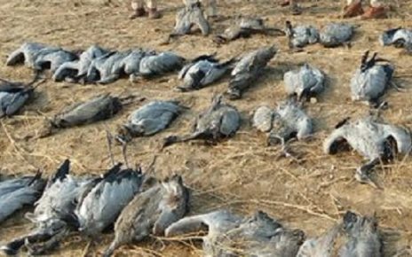 Migratory birds died in kutch