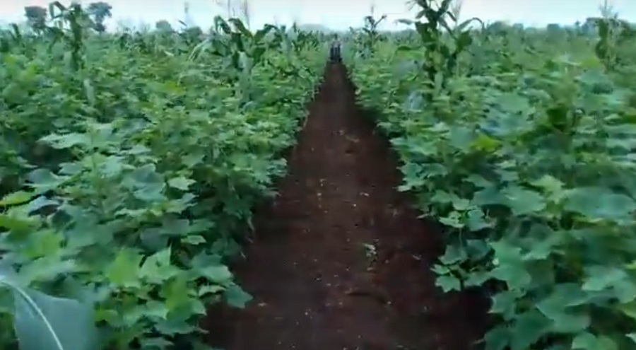 farm in gujarat