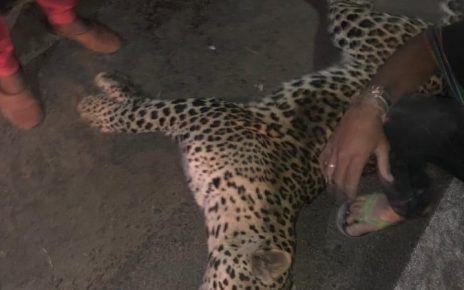 leopard in ahmedabad